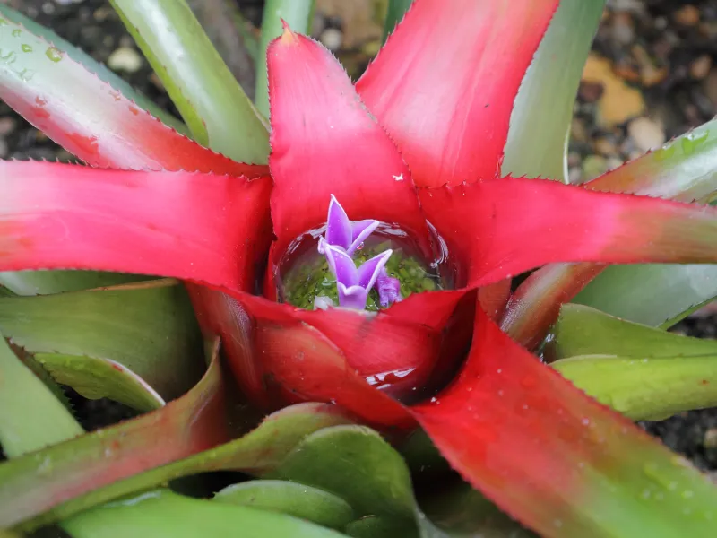Neoregelia carolinae