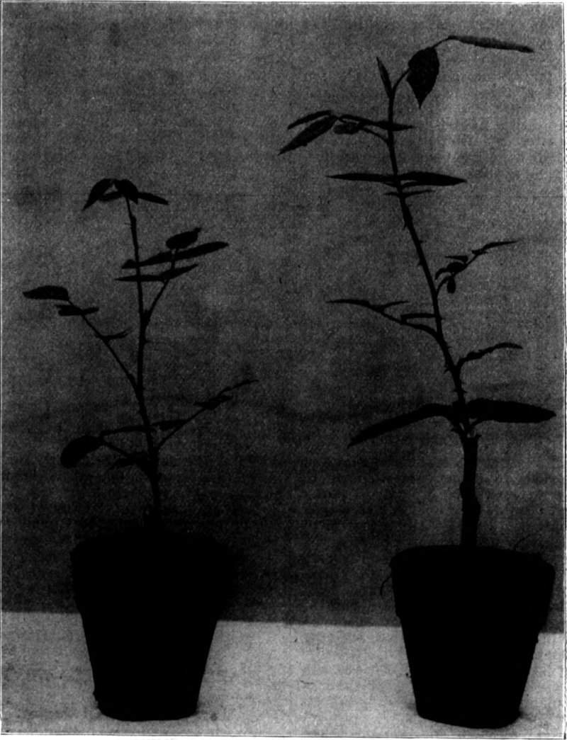 Nerium oleander 'Nana'