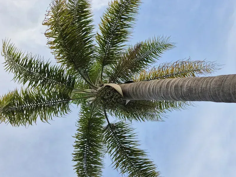 Syagrus romanzoffiana