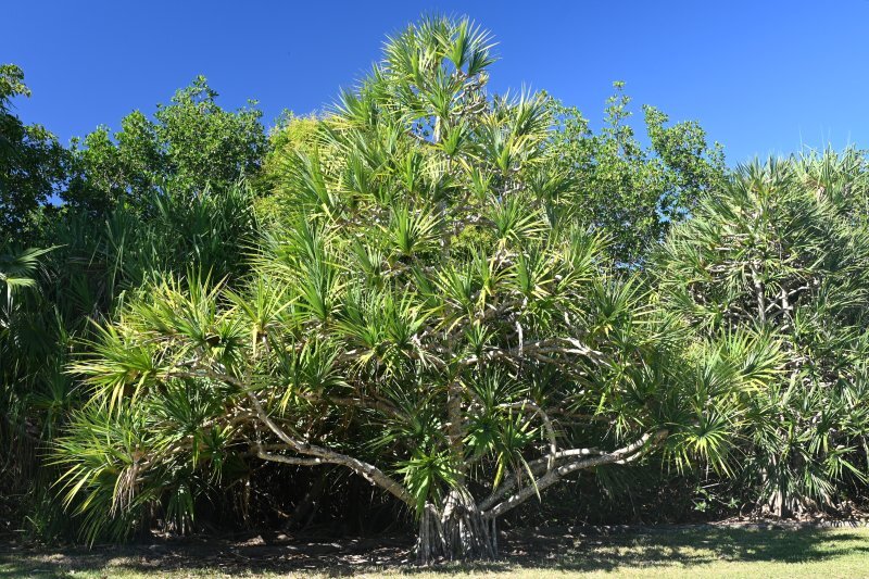 Pandanus utilis
