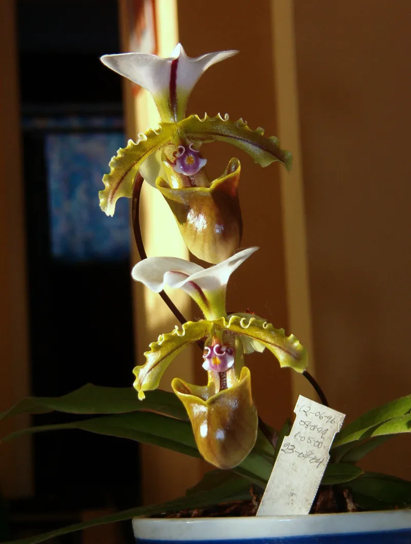 Paphipedilum insigne