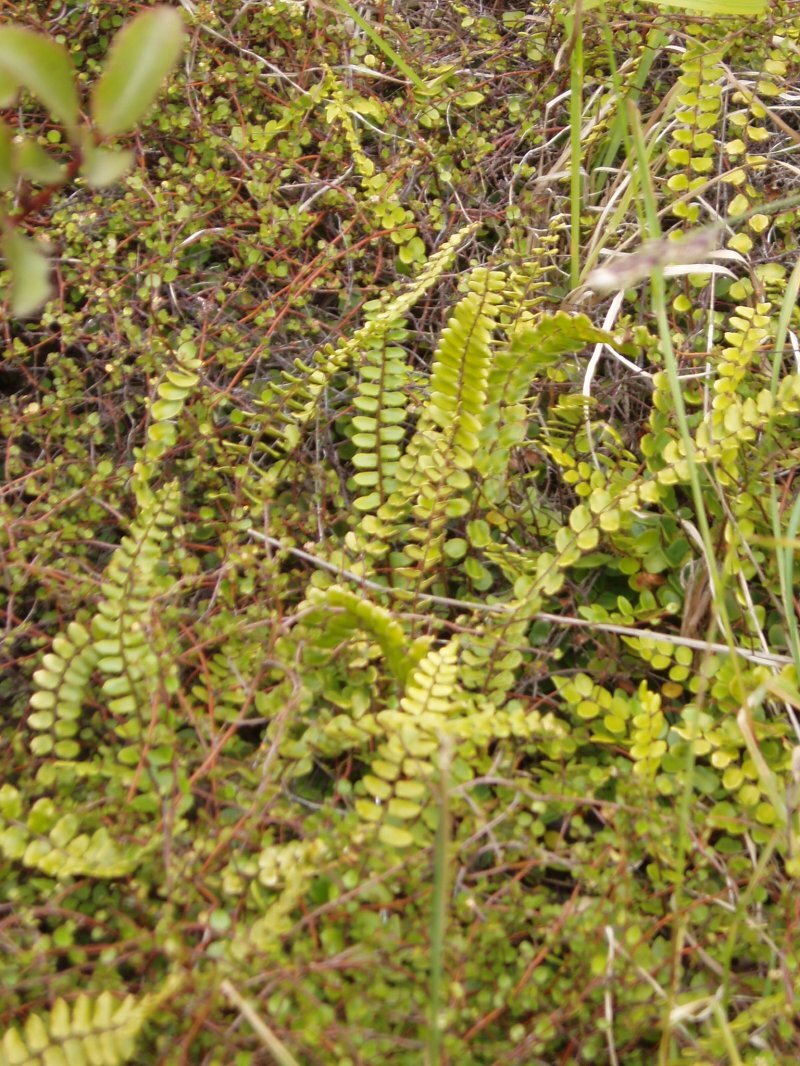 Pellaea rotundifolia