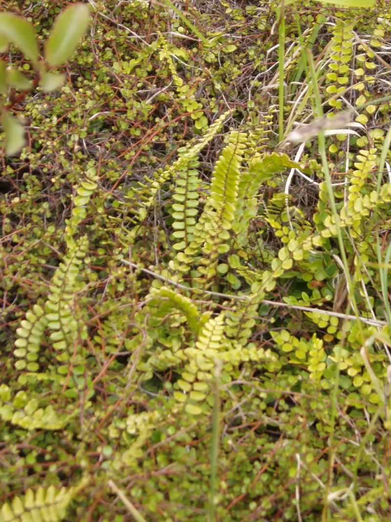 Pellaea rotundifolia