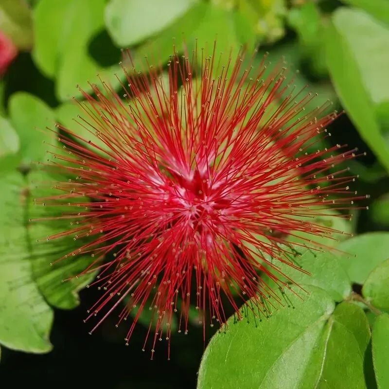 Calliandra parviflora
