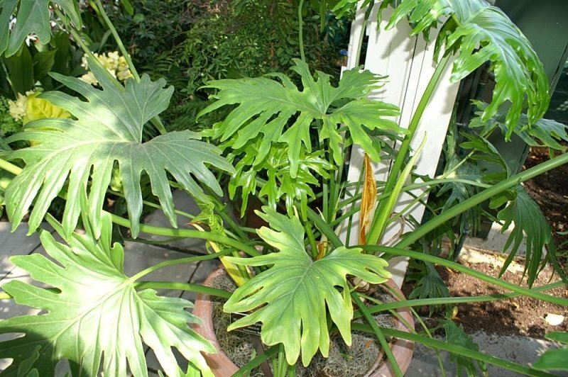 Philodendron bipinnatifidum