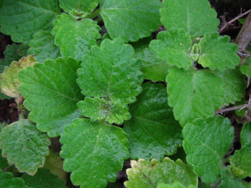 Plectranthus australis