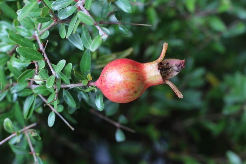 Punica granatum 'Nana'