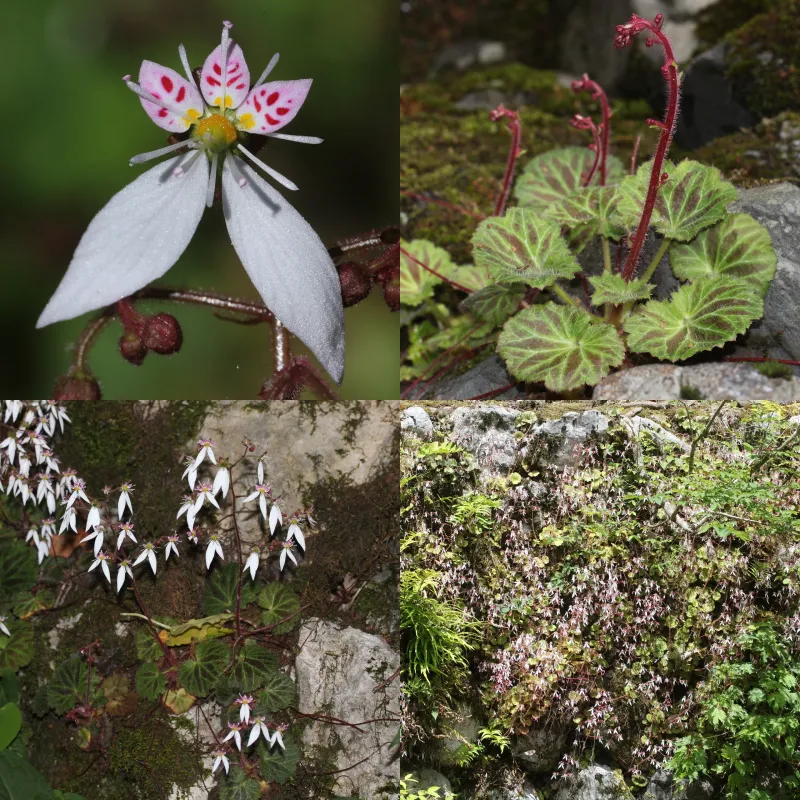 Saxifraga stolonifera