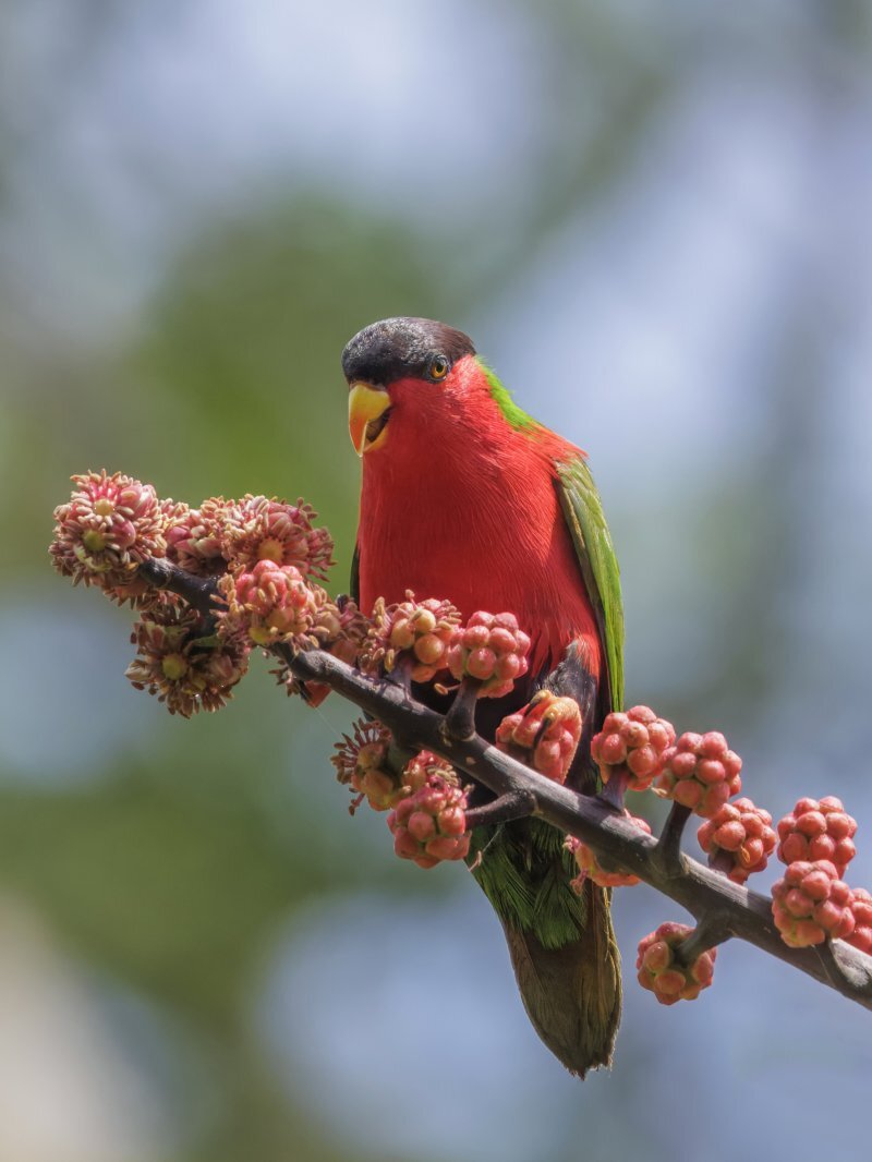 Schefflera actinophylla