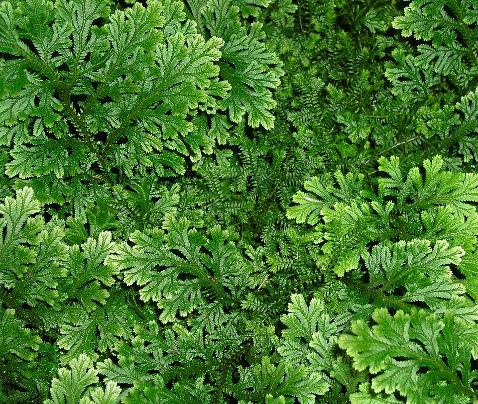 Selaginella spp