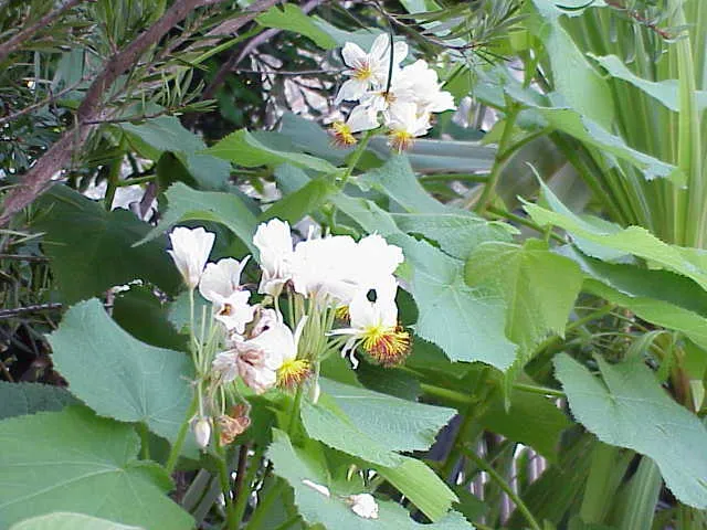 Sparmannia africana