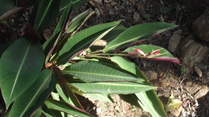 Stromanthe sanguinea