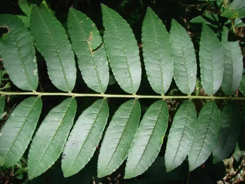 Zanthoxylum rhoifolium