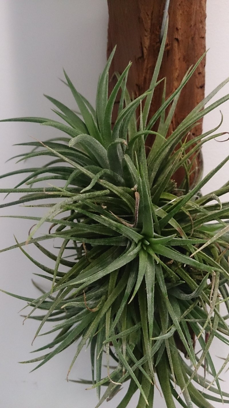 Tillandsia spp