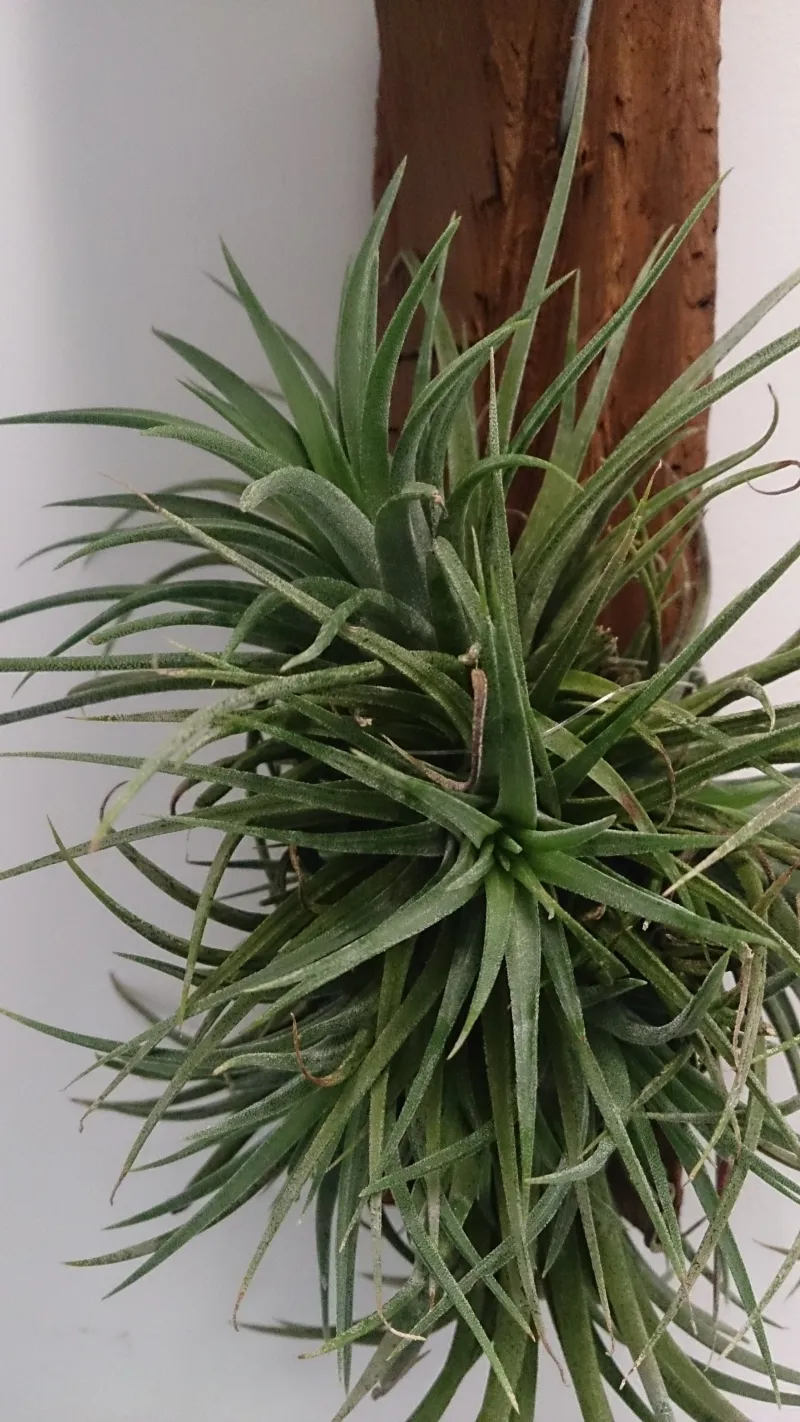 Tillandsia spp