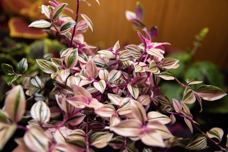 Tradescantia fluminensis