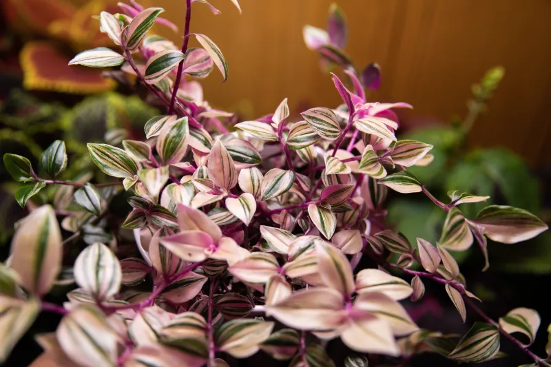 Tradescantia fluminensis