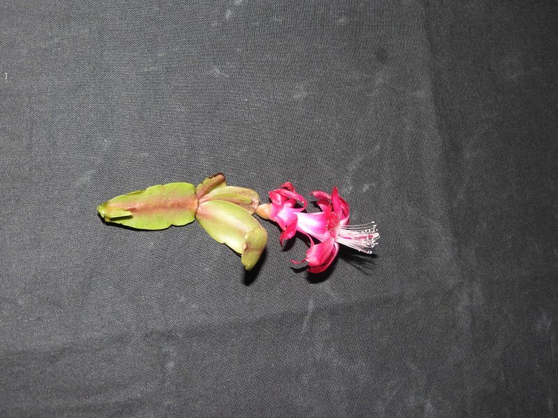 Zygocactus truncatus