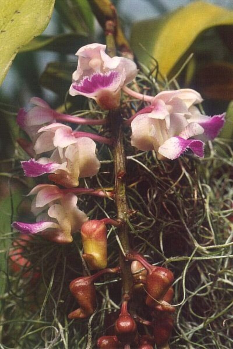 Aerides spp