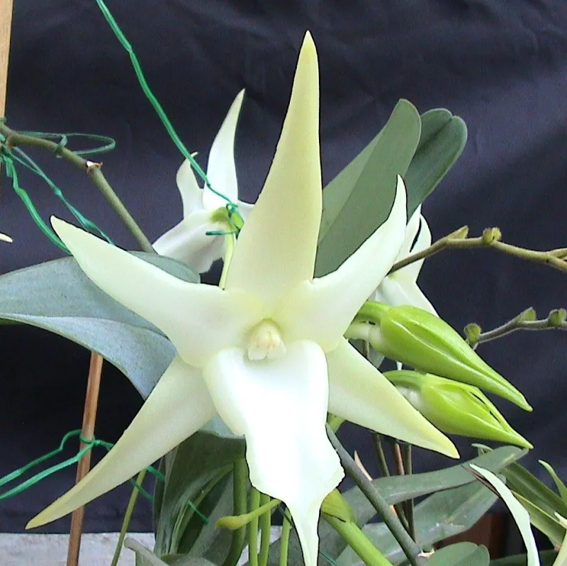 Angraecum spp