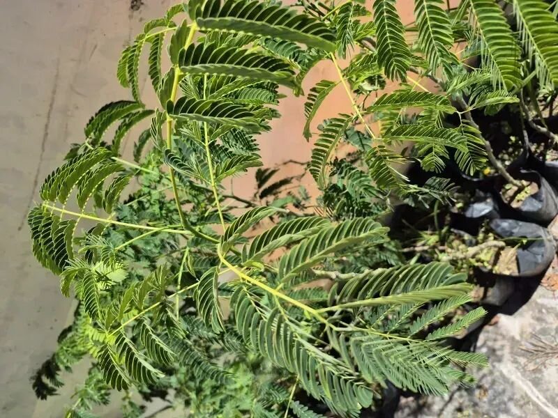 Enterolobium contortisiliquum