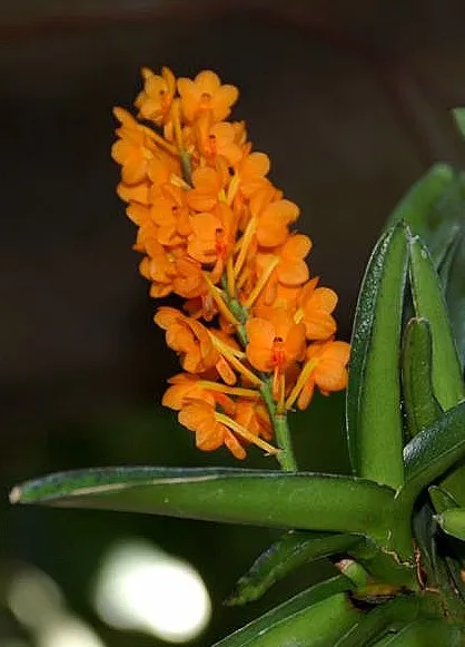 Ascocentrum spp