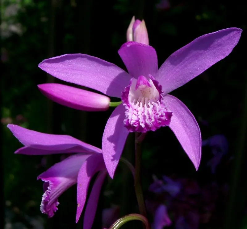 Bletilla spp