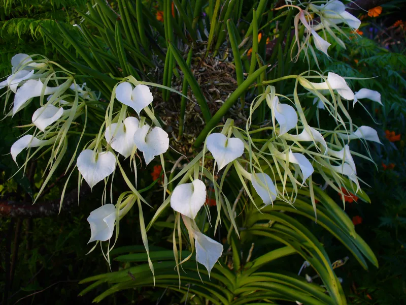 Brassavola spp