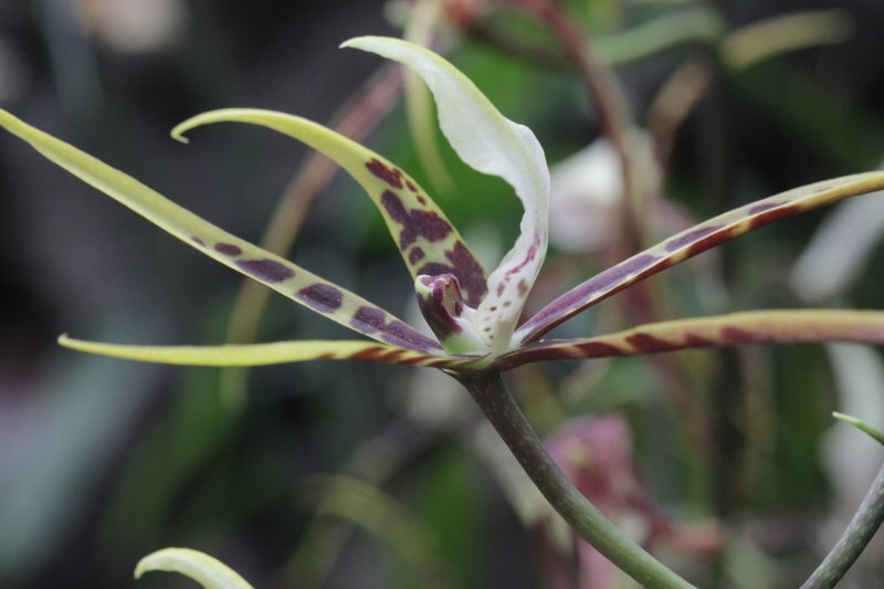 Brassia spp