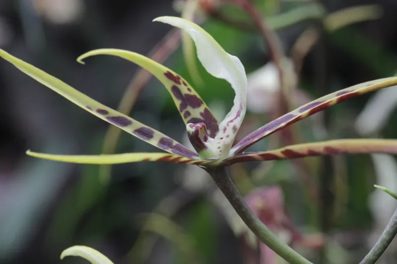 Brassia spp