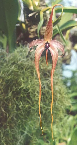 Bulbophyllum spp