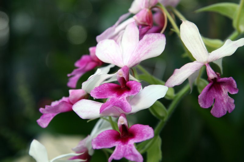 Calanthe spp