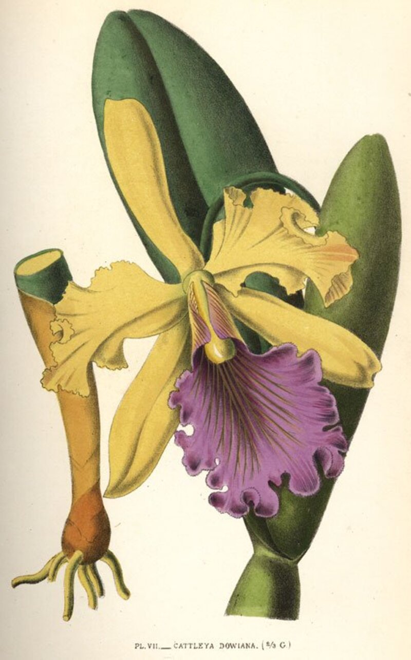 Cattleya spp