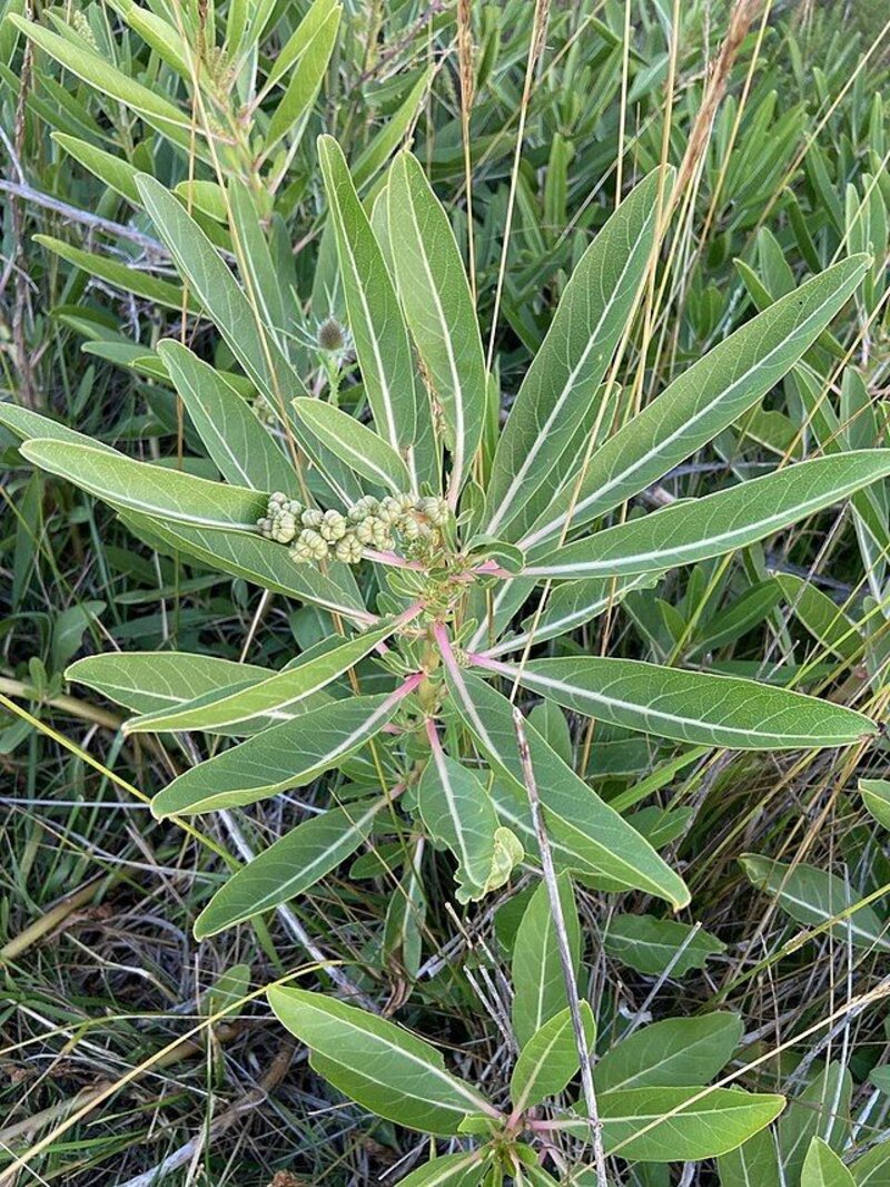 Phytolacca tetramera