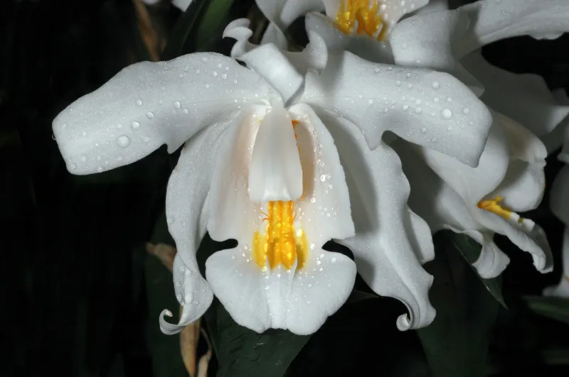 Coelogyne spp