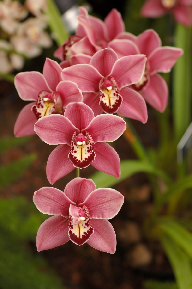 Cymbidium spp