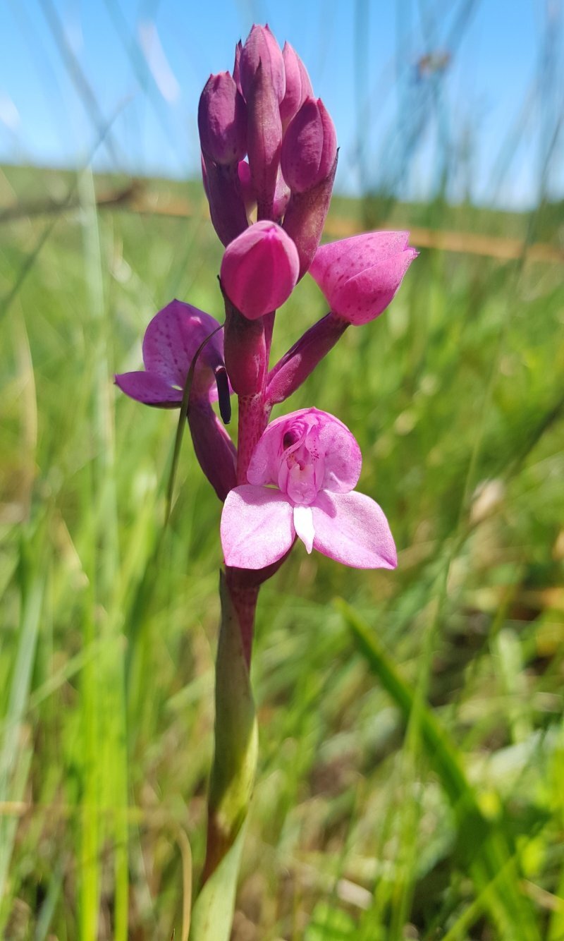 Disa spp