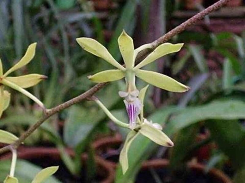 Encyclia spp