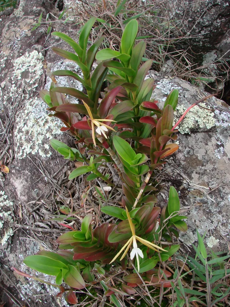 Epidendrum spp