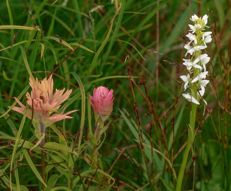 Habenaria spp