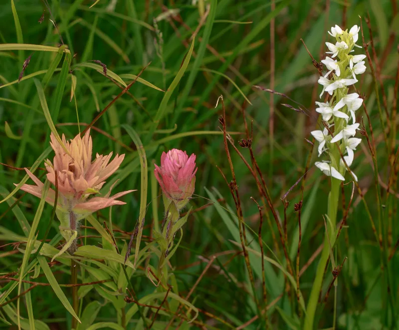 Habenaria spp