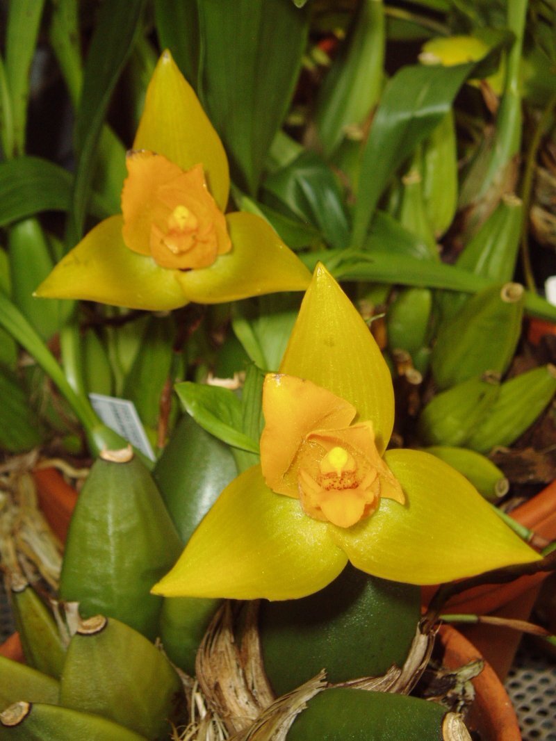 Lycaste spp