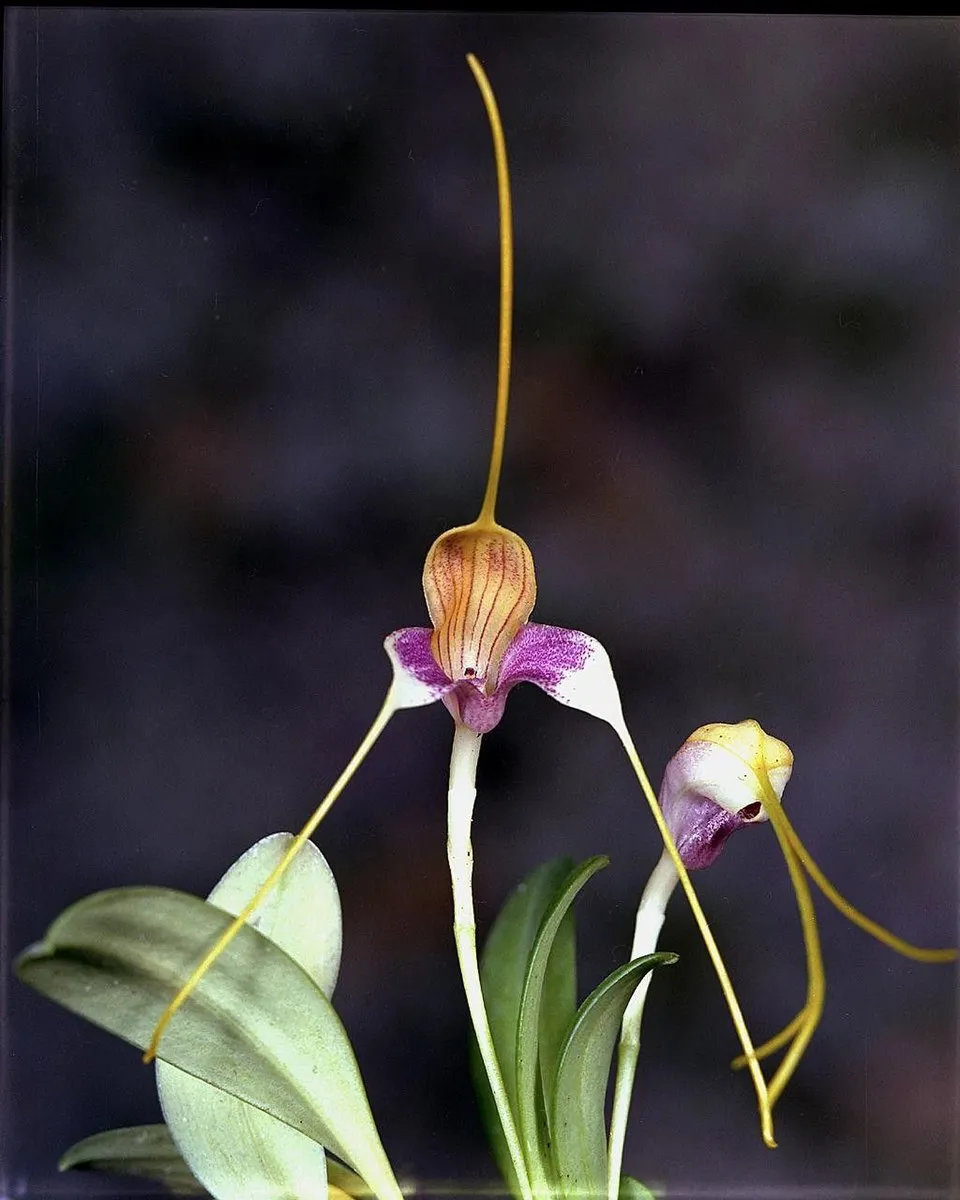 Masdevallia spp