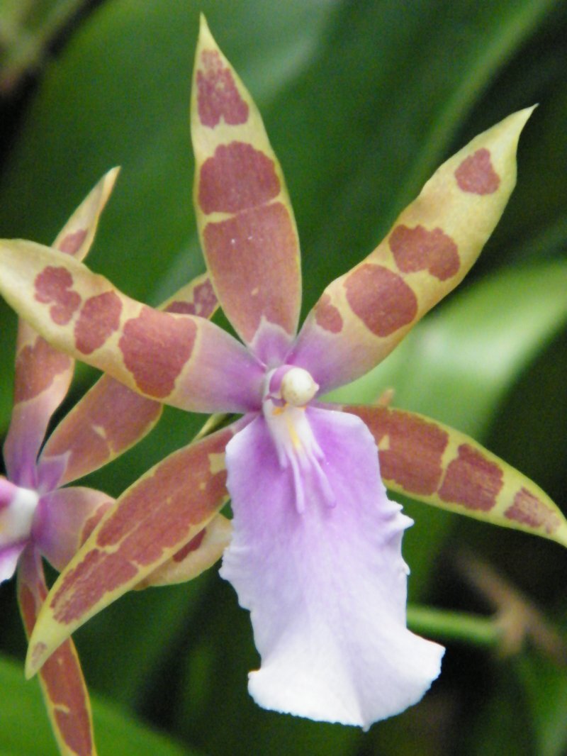 Miltonia spp