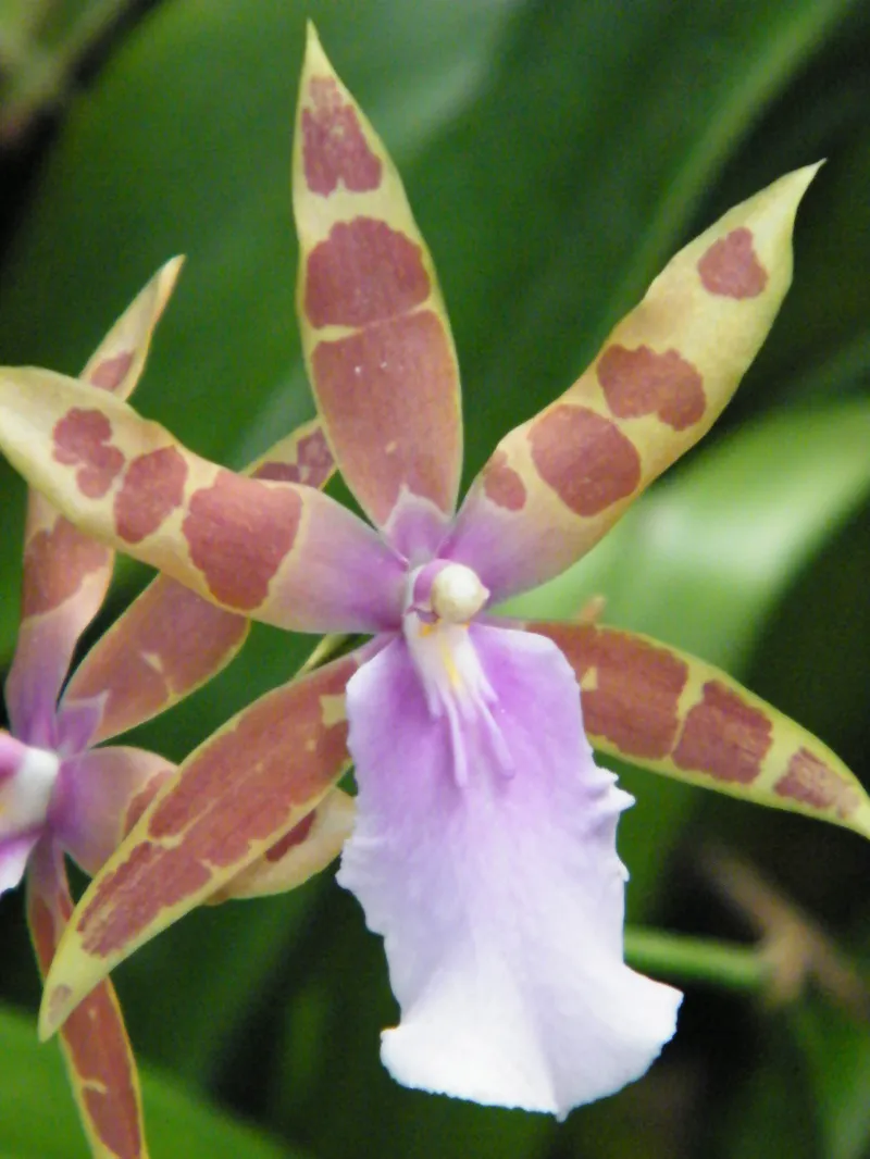 Miltonia spp