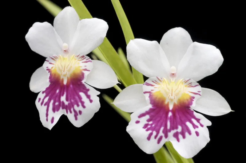 Miltoniopsis spp