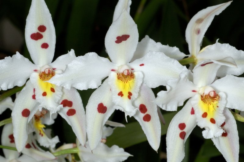 Odontoglossum spp