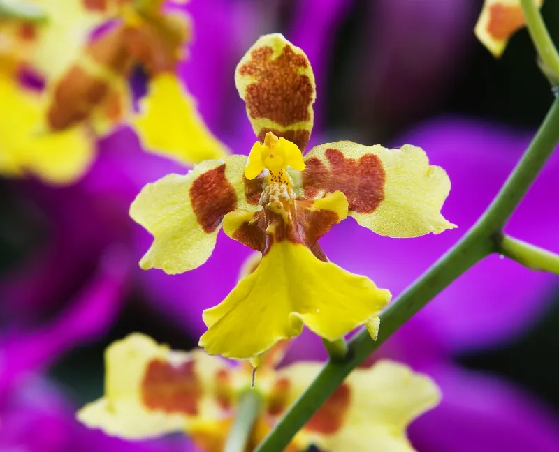 Oncidium spp