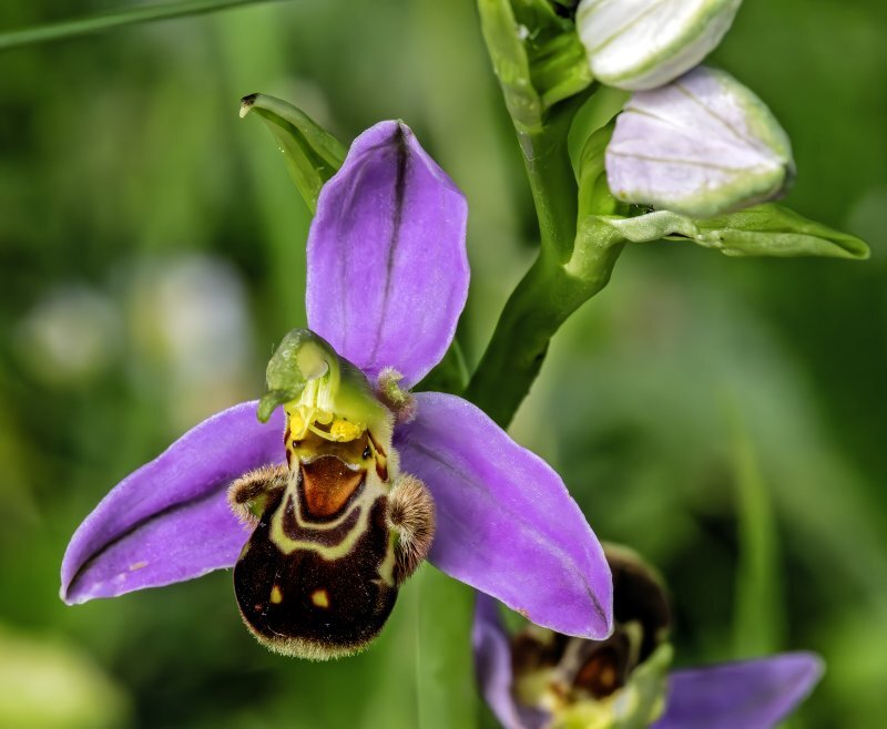 Ophrys apifera