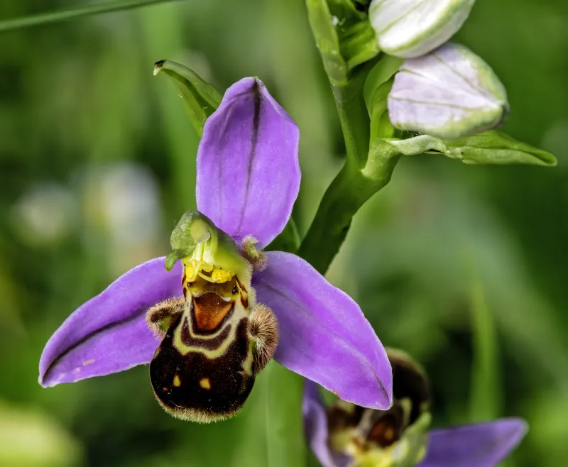 Ophrys apifera